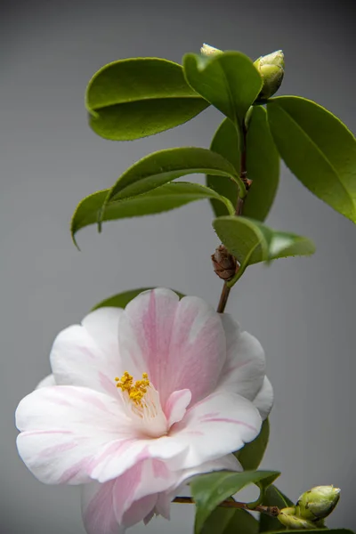 Vackert Blommande Camellia Blommor Full Blom Stockfoto