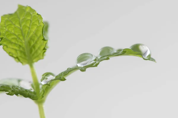 Lindas Folhas Novas Gotas Água — Fotografia de Stock