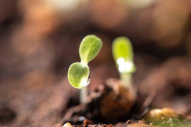 Güzel yeni yapraklar ve su damlaları