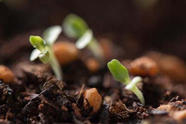 Güzel yeni yapraklar ve su damlaları