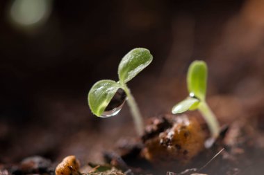 Güzel yeni yapraklar ve su damlaları