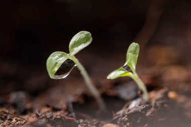 Güzel yeni yapraklar ve su damlaları