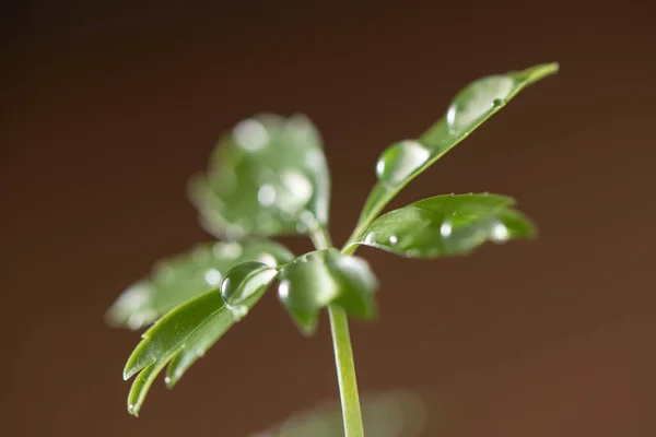 Beautiful New Leaves Water Drops — Fotografia de Stock