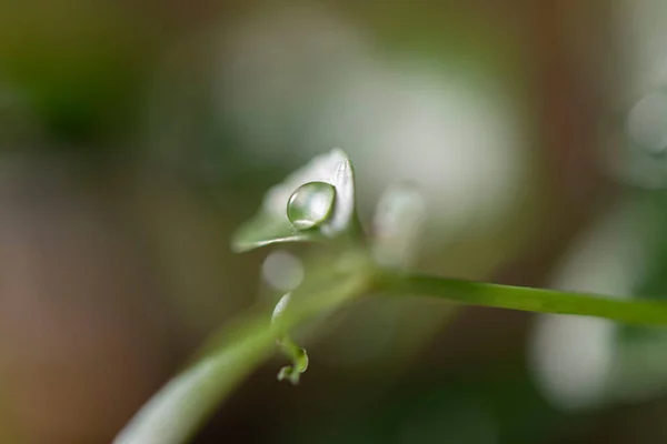 Beautiful New Leaves Water Drops — 스톡 사진