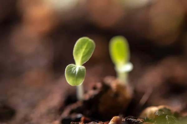 Beautiful New Leaves Water Drops — Stock Photo, Image