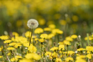 İlkbaharda bir sürü karahindiba açar.