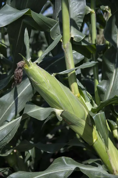 Make Popcorn Corn Made Your Own Field — ストック写真