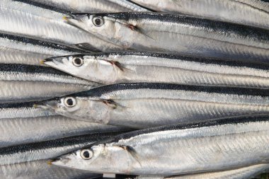 Taze ve lezzetli Pasifik saury boksu.