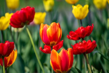 Tulip blooming in the blue sky