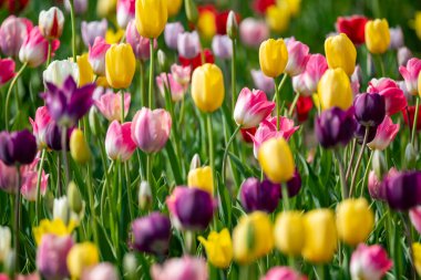 Tulip blooming in the blue sky