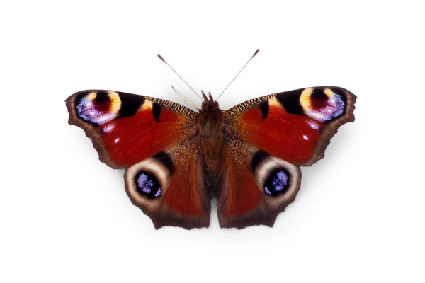 Різнокольоровий Метелик Дизайну Ізольовані Білому Фоні — стокове фото