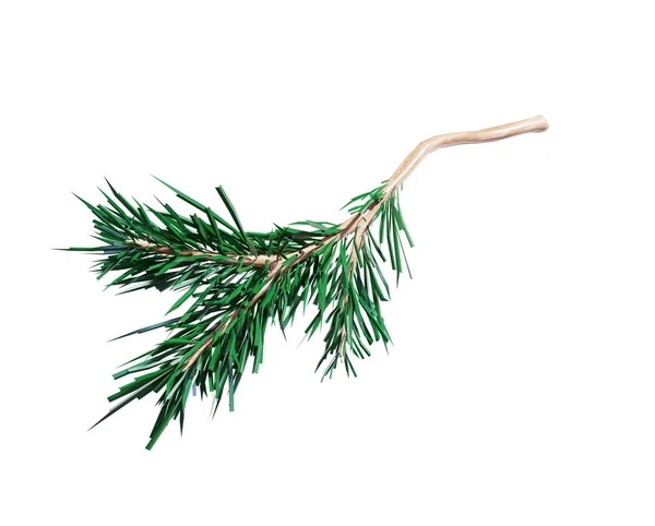Render Green Christmas Tree Evergreen Spruce Twigs Seasonal Natural Clip — Stock Photo, Image