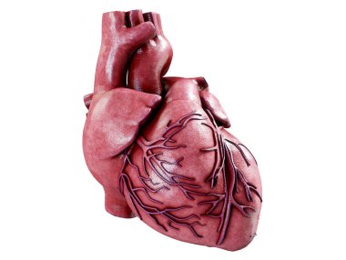 İnsan Kalbi 'nin 3D gerçekçi anatomisi beyaz, 3D renkte izole edilmiş