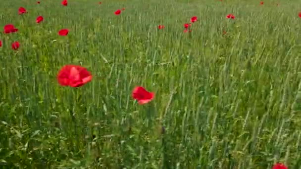 Drone flies extremely close up to poppy flowers in wheat field. Some blossoming poppies. — Stock Video