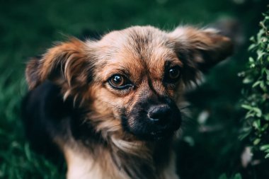 Dost canlısı köpek, yakın portre, akıllı gözler.