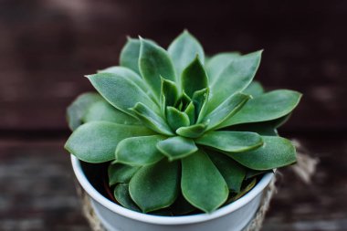 Süslü kovada sulu bitki koyu bulanık arka planda