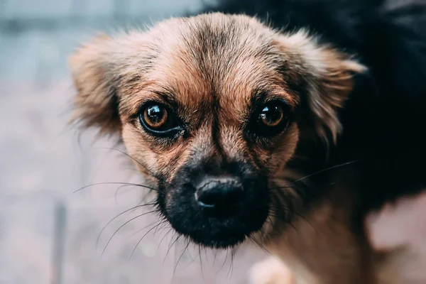 Przyjazny Pies Bliska Portret Bystre Oczy — Zdjęcie stockowe