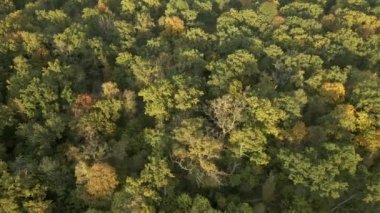 Sonbahar ormanının yukarıdan görünüşü, düşme ormanı havadan çekimi. Ormanın üzerinden uçmak, doğal arka plan hareket halinde