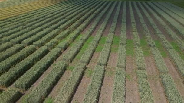 Letecký pohled na pruhované pole s ranou pšenicí, žitem, proso nebo kukuřicí. Mladá raně zelená tráva. — Stock video