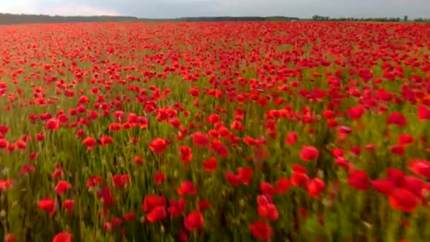 Latanie nad polem czerwonych maków. Piękne kwiaty i wiosna naturalny skład. — Wideo stockowe