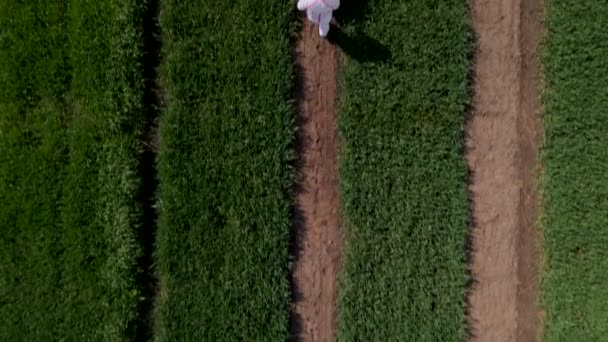 Lovitură aeriană cu mișcare lentă a unui om de nerecunoscut în costum de protecție alb aruncând substanțe chimice în grâu cu mașină specială pe stația de reproducere — Videoclip de stoc