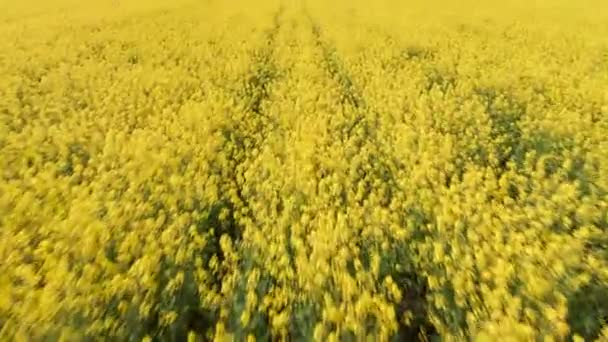 Vista aérea amarela do drone do campo da canola. campo de flores de colza com tiras de estupro amarelo brilhante e pássaros voadores no céu bonito com fundo de nuvens — Vídeo de Stock