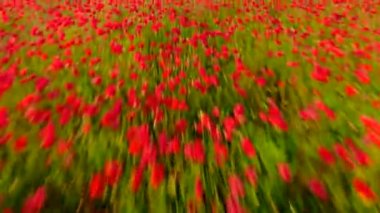 Kırmızı haşhaş tarlasının üzerinde uçuyor. Güzel çiçekler ve bahar doğal kompozisyonu.