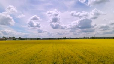 Sarı kanola alanı hava aracı görüntüsü. Göz yaşı tohumu tarlası, parlak sarı tecavüz şeritleri ve güzel gökyüzünde uçan kuşlar, bulutların arkasında.