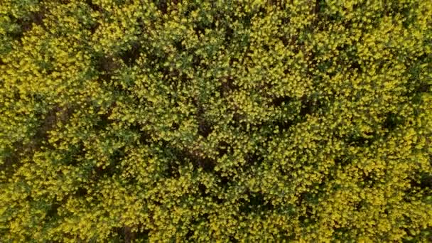 Yellow canola field aerial drone view. Rapeseed blossom field with strips of bright yellow rape and flying birds on beautiful sky with clouds background — Stock Video
