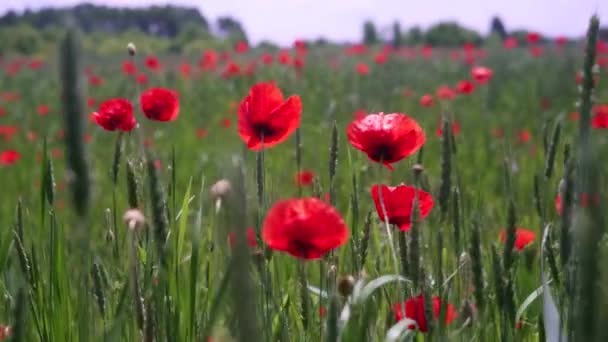 Makowe kwiaty i zielona pszenica na wietrze na wsi — Wideo stockowe