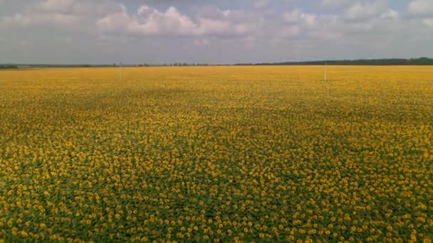 Pole uprawne z kwitnącymi słonecznikami. Letni krajobraz z żółtym polem uprawnym ze słonecznikami. Lot nad pięknym polem słoneczników. — Wideo stockowe