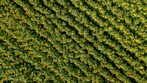 Campo de agricultura con girasoles florecientes. Paisaje de verano con campo de cultivo amarillo con girasoles. Vuelo sobre el hermoso campo de girasoles. — Vídeo de stock