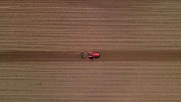 Agricultural red small tractor in the field plowing, works in the field. Flying over a tractor working in the field. — Stock Video