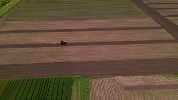 Traktor kecil merah pertanian di lapangan membajak, bekerja di ladang. Terbang di atas traktor bekerja di lapangan. — Stok Video