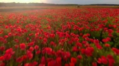 Kırmızı haşhaş tarlasının üzerinde uçuyor. Güzel çiçekler ve bahar doğal kompozisyonu.