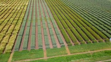 Buğday, çavdar, darı ya da mısırla çizgili tarlanın havadan görünüşü. Çizgilerle büyüyen genç yeşil çimenler.