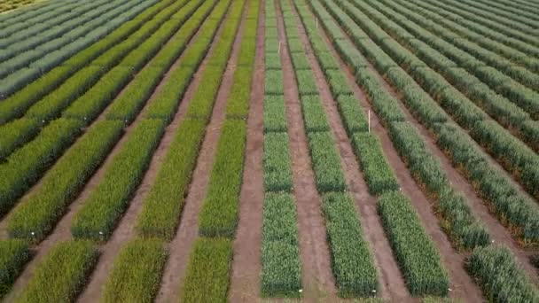 Zicht Vanuit Lucht Gestreept Veld Met Vroege Tarwe Rogge Gierst — Stockvideo