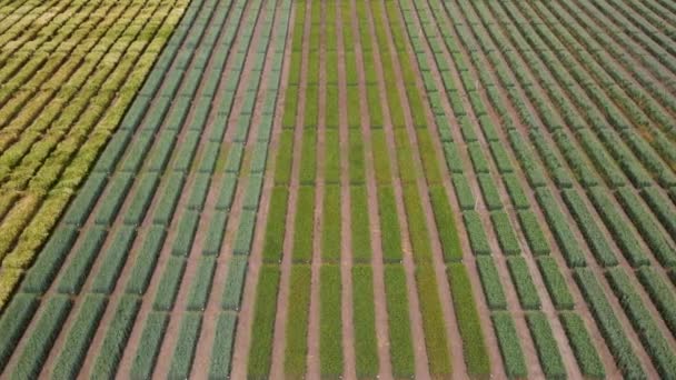 初期の小麦 ライ麦 キビやトウモロコシとストライプフィールドの空中ビュー 若い早い緑の草が縞模様で成長する — ストック動画