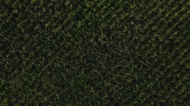 Yukarıdan bakıldığında, insansız hava aracı yeşil mısır tarlaları üzerinde dönüyor. Kırsal bölgelerdeki tarım arazilerinde tahıl tohumlarının yetiştirilmesi.