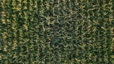 Yukarıdan bakıldığında, insansız hava aracı yeşil mısır tarlaları üzerinde dönüyor. Kırsal bölgelerdeki tarım arazilerinde tahıl tohumlarının yetiştirilmesi.