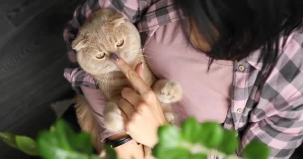 一个女人牵着和拥抱一只可爱的猫 在家里玩弄女孩的手 宠物狗和人们 — 图库视频影像