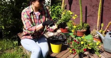 Kadın bahçıvanların elleri petunya bitkilerini evdeki, dışarıdaki yaz bahçesindeki saksılara ekmeye hazırlanıyor. Bahçe işleri ve çiçekler..