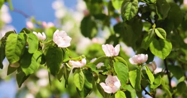 Kwiat Wiosenny Kwitnące Drzewo Rozkwicie Błękitnym Tle Nieba Wiatr Dzień — Wideo stockowe