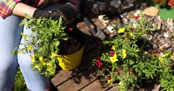 Gärtner Bepflanzen Mit Blumentöpfen Werkzeuge Frau Pflanzt Blumen Petunien Sommergarten — Stockvideo