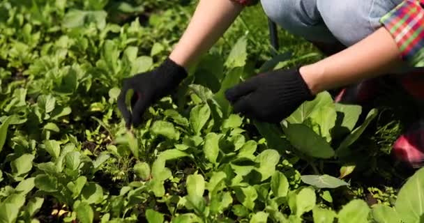 Sebze Yatağından Turp Toplayan Genç Bir Kadın Bahçede Turp Hasat — Stok video