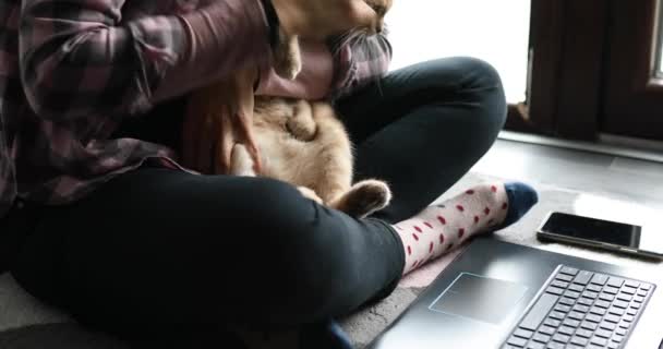 Vrouw Zoek Dierenarts Website Laptop Registreren Kat Voor Veterinair Overleg — Stockvideo