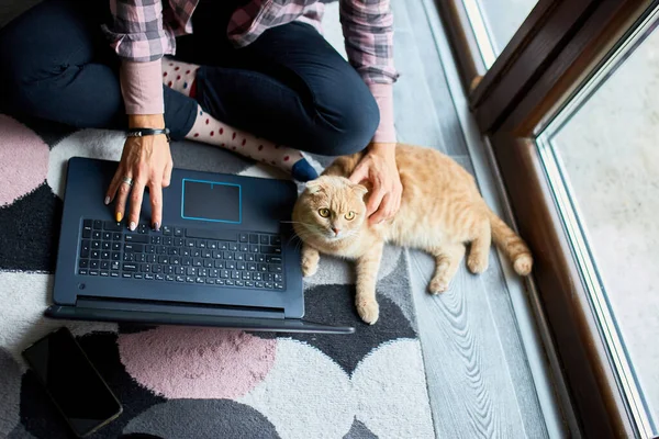 Woman searching vet website on laptop to register cat for veterinary consultation, Freelancer female typing on laptop sitting on the floor at home near large windows, studying, working from home.