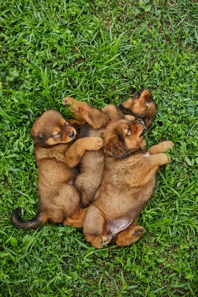 Little Puppys Newfoundland Running Playing Summer Park Green Grass Outdoor — Stock Photo, Image