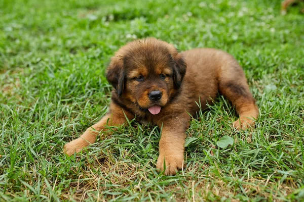 Brown Lindo Cachorro Feliz Terranova Adorable Sonrisa Perro Parque Verano — Foto de Stock