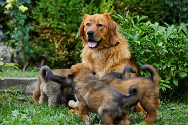 Lindos Cachorros Terranova Chupando Pecho Con Leche Sus Madres Acostado — Foto de Stock